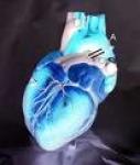 heart.jpg